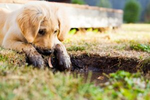 Training the mind like you train a puppy to get rid of static in your writing.