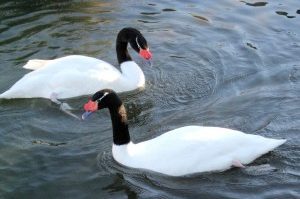 White swans, black swans