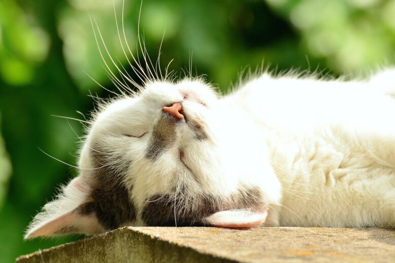 sleep Sleep is tremendously important for you.