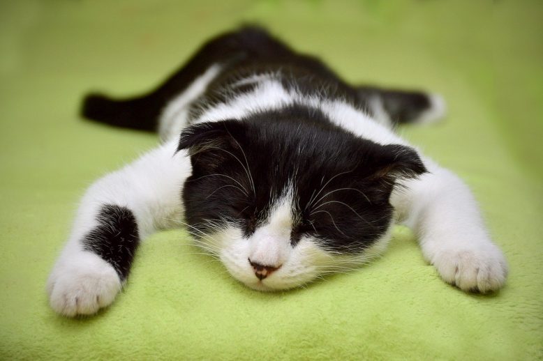 lazy cat Doing nothing can be so important for you PhD student.